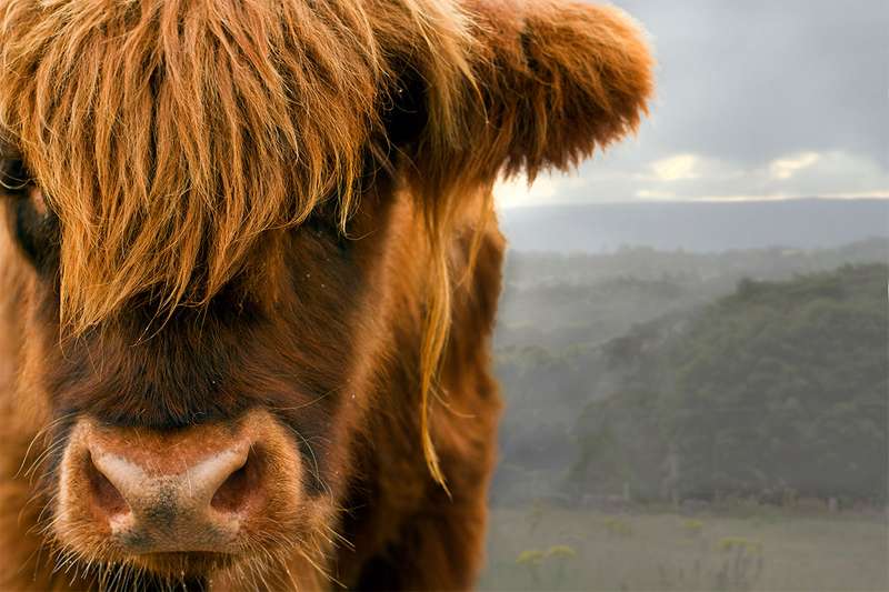 Close-up of cow's face