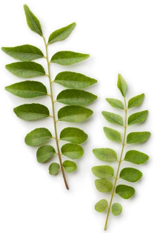fresh-curry-leaves