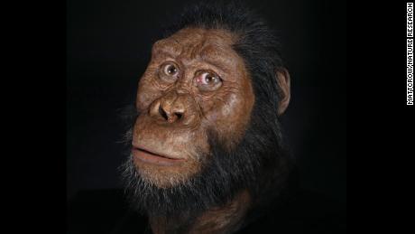 A facial reconstruction of amanensis.