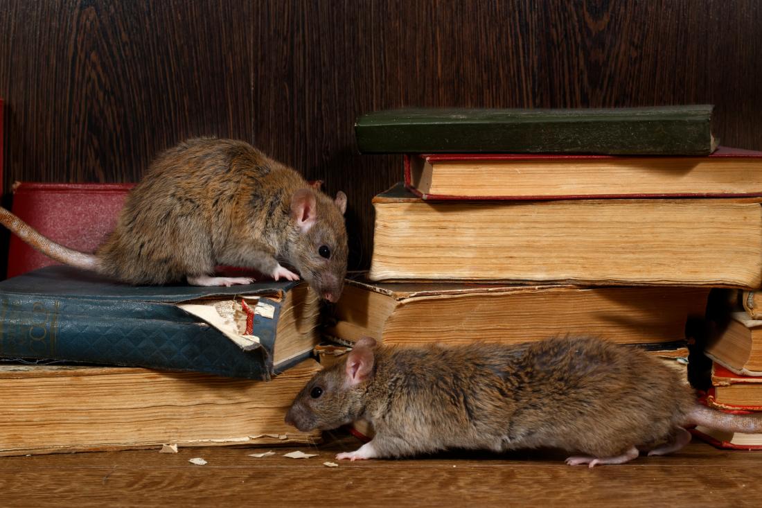 rats munching on books