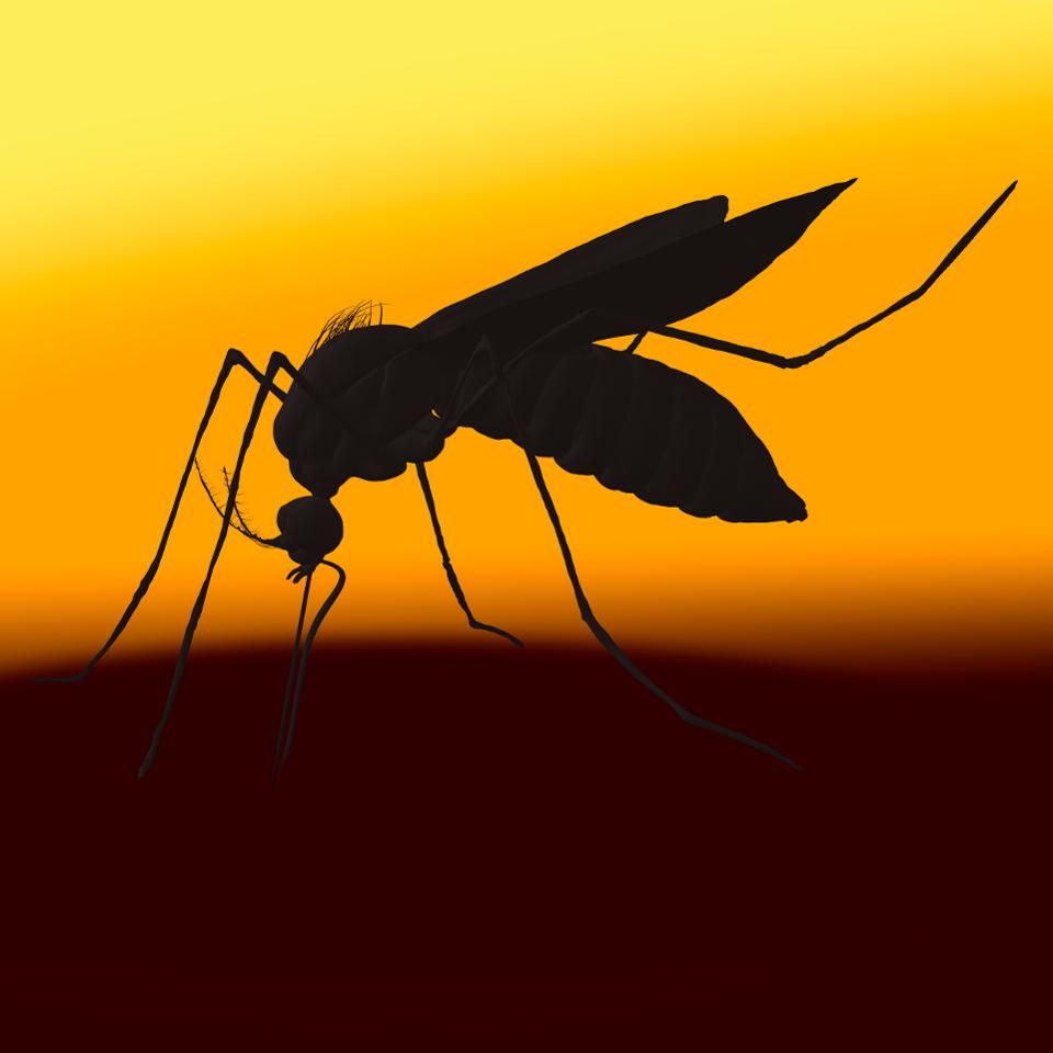 Dengue Virus Spreading via Mosquito Bite