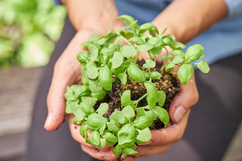 GET GROWING: Pick out seeds that are in season and use quality potting mix. 