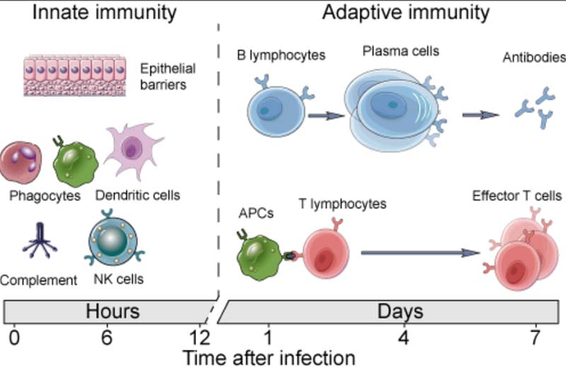 immunity graph