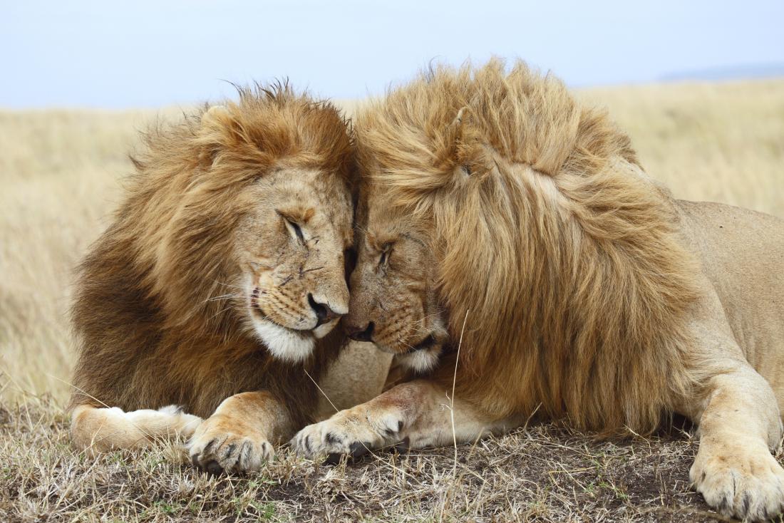 two lions bonding